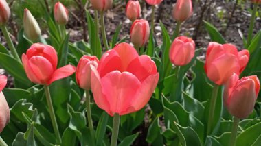 Lalelerden oluşan bir çiçek tarhı. Lale filizleri. Genç bahar bitkileri, tomurcuklar