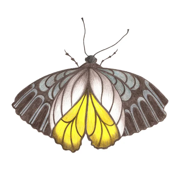 Elemento Diseño Ilustración Dibujada Mano Mariposa Colorida Con Alas Ornamentales —  Fotos de Stock