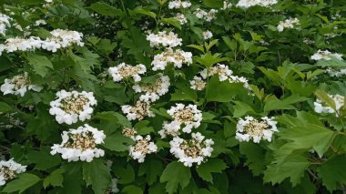 Kalina çiçekleri. Rusya 'da Viburnum opulus' a kalina adı verilir ve ulusal bir sembol olarak kabul edilir. Kalina, Kalit ya da Raskalyat 'tan türemiştir..