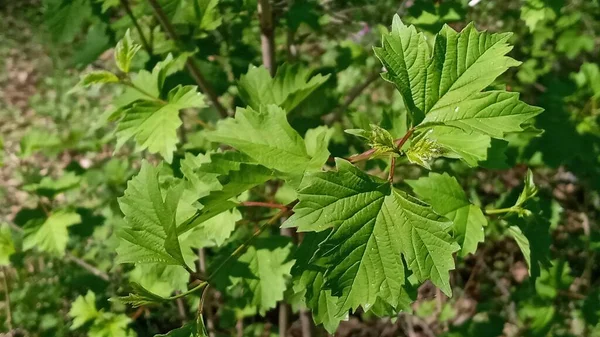 Viburnum Doğada Yeşil Yeşillik Yeşil Tasarım Için Doğa Konsepti — Stok fotoğraf