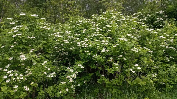 Kalina Blommor Viburnum Opulus Ryssland Kallas Viburnum Frukt Kalina Och — Stockfoto