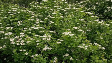 Kalina çiçekleri. Rusya 'da Viburnum opulus' a kalina adı verilir ve ulusal bir sembol olarak kabul edilir. Kalina, Kalit ya da Raskalyat 'tan türemiştir..