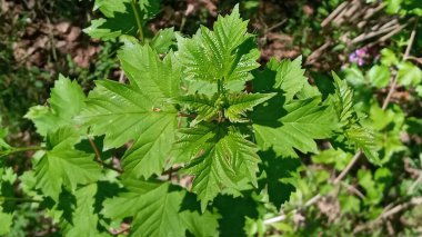 Viburnum, doğada yeşil yeşillik. Doğa konsepti.