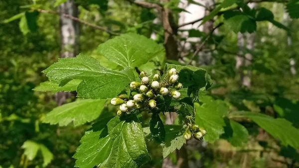 Viburnum, groen blad in de natuur. Natuurconcept. — Stockfoto