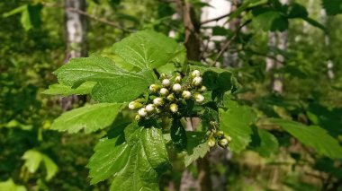 Viburnum, doğada yeşil yeşillik. Doğa konsepti.