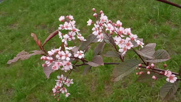 Árbol de flores sobre el fondo de la naturaleza Flores de primavera Fondo de primavera, flor de sakkura. —  Fotos de Stock