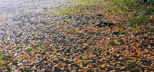 Beleza de outono da natureza. Fundo de outono com folhas multicoloridas. Folhas caídas da Árvore do Goldenrain — Fotografia de Stock