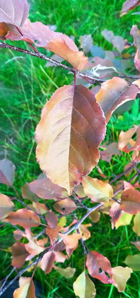 Herbst geschnitzte Blätter, alle Farben. Das Klingelmuster. — Stockfoto