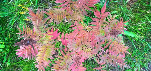 Hösten snidade blad, alla färger. Det ringande mönstret. — Stockfoto