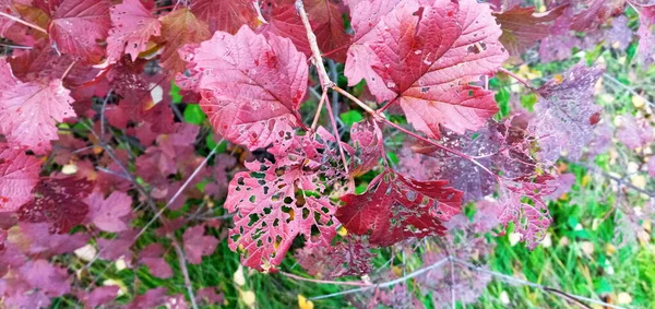 Bright viburnum leaves on the branches. Rozsvítí se červeně nebo oranžově. — Stock fotografie