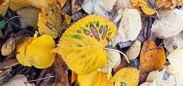 Bellezza autunnale della natura. Sfondo autunnale con foglie multicolori. Foglie cadute di Goldenrain Tree — Foto Stock
