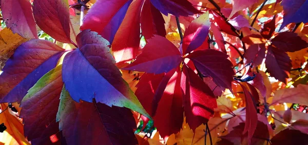 가을에는 울타리에 붉은 나뭇잎 이 빽빽 하게 자라는 야생 포도. — 스톡 사진