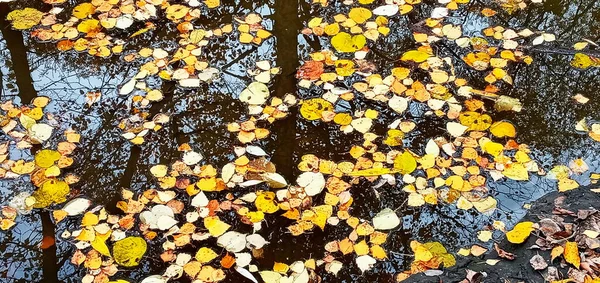 Imagem bela atmosfera brilhante outono. folhas de outono vívidas no fundo da água. — Fotografia de Stock