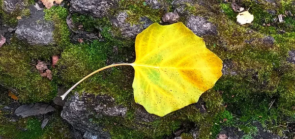 Close-up of fallen aspen leaf lying on the green moss of a birch tree. — Stock Photo, Image