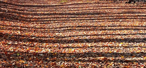 Prázdná listová ulička v Podzimním parku, Sibiř, Rusko — Stock fotografie