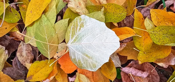 Beauté automnale de la nature. Fond d'automne avec des feuilles multicolores. Feuilles tombées de Goldenrain Tree — Photo