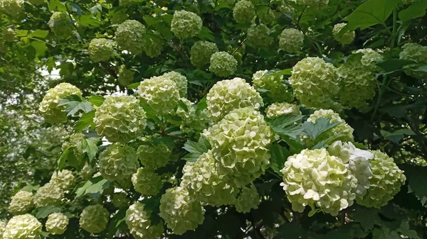 Mooie Witte Ballen Van Bloeiende Viburnum Opulus Roseum Donkergroene Achtergrond — Stockfoto