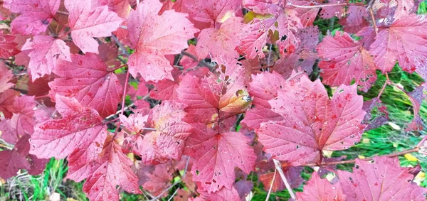 Jasné Červené Viburnum Listí Větvích Jsou Červené Oranžové — Stock fotografie