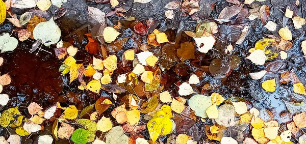 Herbstblätter Einer Wasserpfütze Schöne Herbst Helle Atmosphäre Bild Kräftige Herbstblätter — Stockfoto