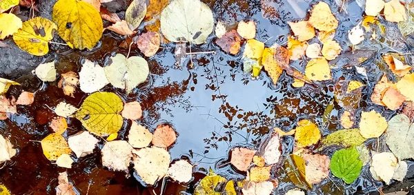 Herbstblätter Einer Wasserpfütze Schöne Herbst Helle Atmosphäre Bild Kräftige Herbstblätter — Stockfoto