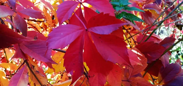 Divoké Hrozny Červenými Listy Rostou Podzimním Dni Plotě Hustě Full — Stock fotografie
