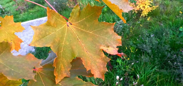 Bunte Ahornblätter Auf Einem Ast Herbstliche Schönheit Der Natur Herbst — Stockfoto