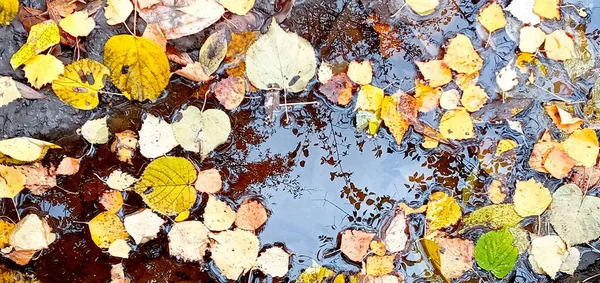 Herbstblätter Einer Wasserpfütze Schöne Herbst Helle Atmosphäre Bild Kräftige Herbstblätter — Stockfoto