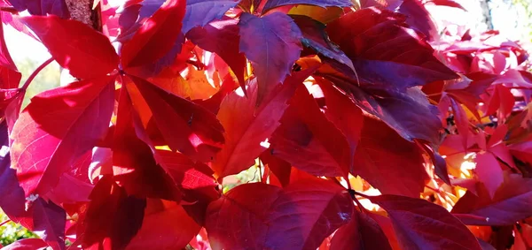 Дикий виноград с красными листьями густо растет на заборе в осенний день. — стоковое фото