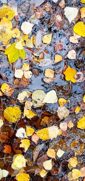 Hermosa imagen de otoño ambiente brillante. hojas vívidas de otoño sobre fondo de agua. —  Fotos de Stock