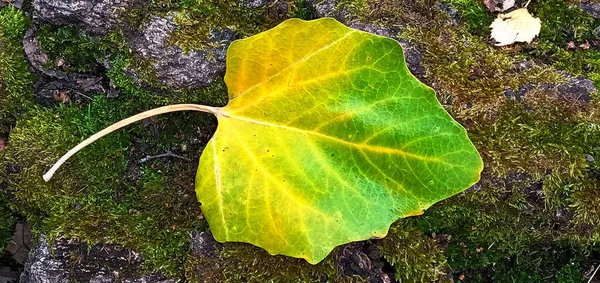 Primo piano di una foglia di pioppo tremulo caduta che si trova sul muschio verde di una betulla. — Foto Stock