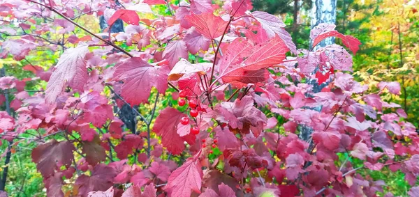 Jasné, červené viburnum listí na větvích. Jsou červené a oranžové.. — Stock fotografie