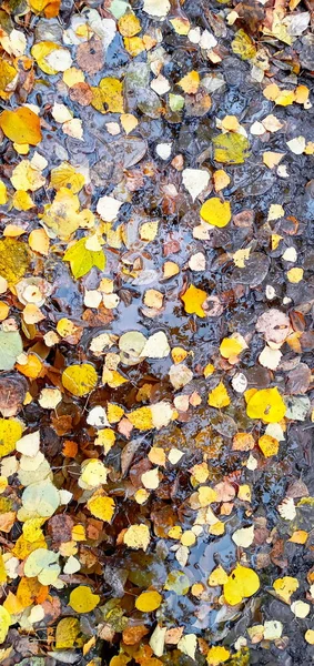 Hermosa imagen de otoño ambiente brillante. hojas vívidas de otoño sobre fondo de agua. — Foto de Stock