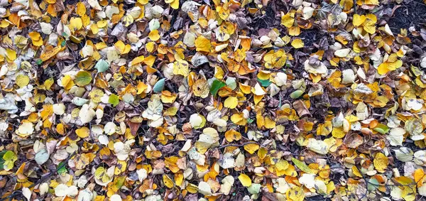 Herbstliche Schönheit der Natur. Herbst Hintergrund mit bunten Blättern. Umgestürzte Blätter des Goldenrain Tree — Stockfoto