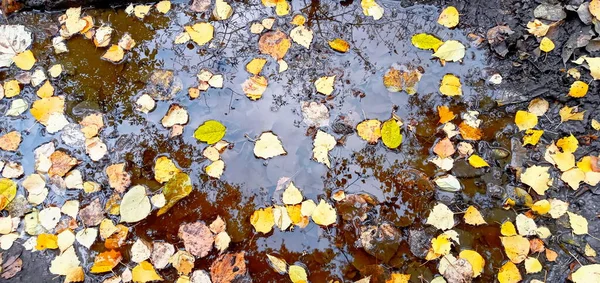 Hermosa imagen de otoño ambiente brillante. hojas vívidas de otoño sobre fondo de agua. — Foto de Stock