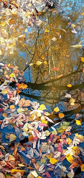 Jesienne Liście Kałuży Wody Piękna Jesień Jasny Obraz Atmosfery Żywa — Zdjęcie stockowe