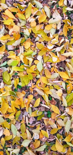 Bunte Saisonale Herbsthintergrundmuster Lebendiger Teppich Aus Abgefallenen Blättern Herbstliche Schönheit — Stockfoto