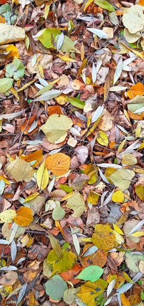 Bunte Saisonale Herbsthintergrundmuster Lebendiger Teppich Aus Abgefallenen Blättern Herbstliche Schönheit — Stockfoto