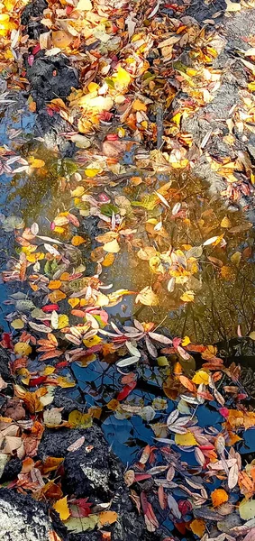 Herbstblätter Einer Wasserpfütze Schöne Herbst Helle Atmosphäre Bild Kräftige Herbstblätter — Stockfoto