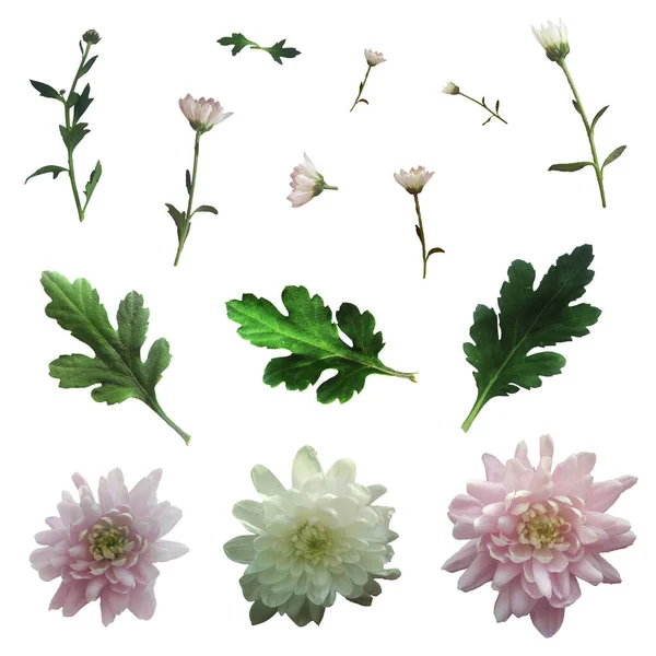 Sada Růžových Bílých Chryzantémat Zelenými Listy Větvičkami — Stock fotografie