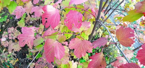 Ljusa Röda Viburnum Blad Grenarna Upplysta Rött Eller Orange — Stockfoto