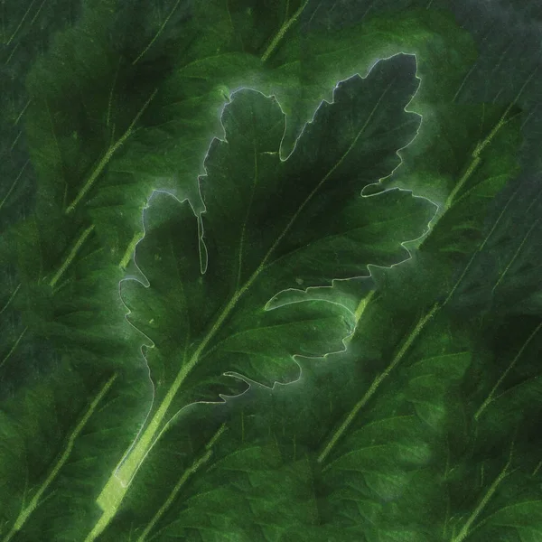 Encosto Abstrato Com Crisântemos Folhas Verdes Galhos — Fotografia de Stock