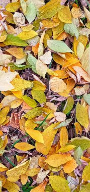 Renkli mevsimlik sonbahar arka plan şablonu, düşen orman yapraklarından oluşan canlı halı. Doğanın sonbahar güzelliği. Renkli yapraklarla sonbahar arkaplanı.