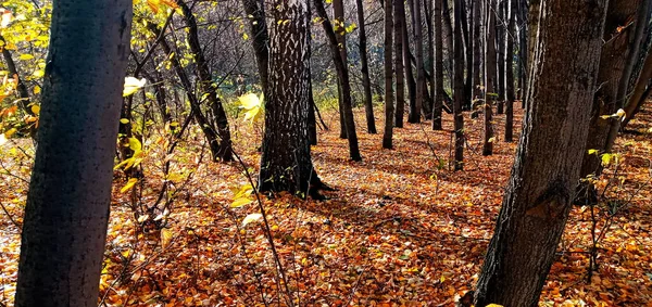 Beco Vazio Autumn Park Sibéria Rússia Árvores Outono Folhas Secas — Fotografia de Stock