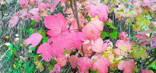 Jasné, červené viburnum listí na větvích. Rozsvítí se červeně nebo oranžově — Stock fotografie