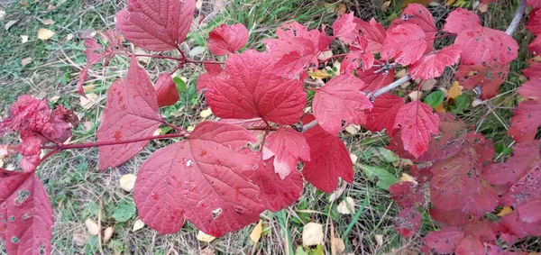 Jasné, červené viburnum listí na větvích. Rozsvítí se červeně nebo oranžově — Stock fotografie