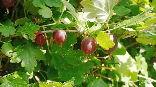 Kruisbessen op de takken. Een stel kruisbessen op een tak in de tuin. In de groene bladeren van een bessenstruik — Stockfoto