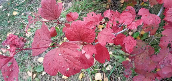 밝고 붉은 비부 르눔 잎 이 나뭇가지에 있다. 빨간색이나 주황색으로 비추어 져 있습니다 — 스톡 사진