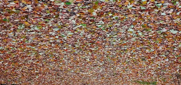 Bunte Saisonale Herbsthintergrundmuster Lebendiger Teppich Aus Abgefallenen Blättern Herbstliche Schönheit — Stockfoto