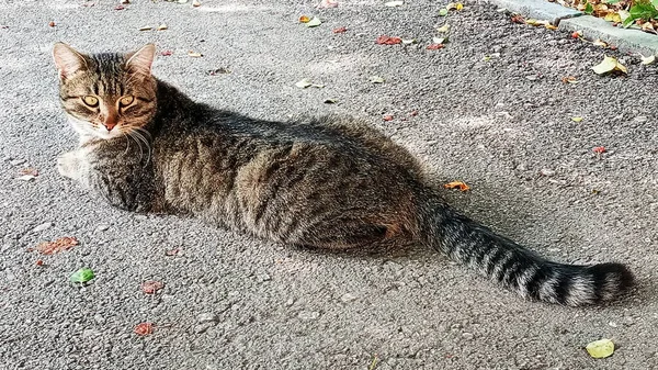 Een Volwassen Grijze Kat Zit Stoep Het Uiterlijk Van Een — Stockfoto