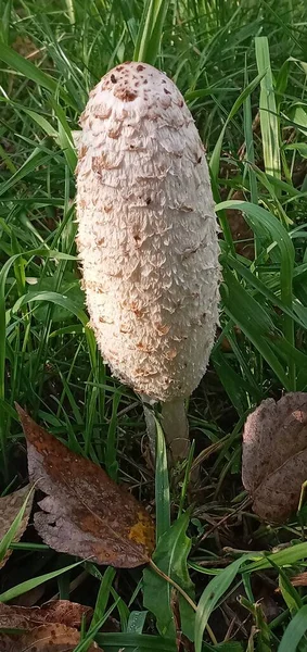 Coprinus Comatus Stoi Łące Pośród Zielonej Trawy — Zdjęcie stockowe